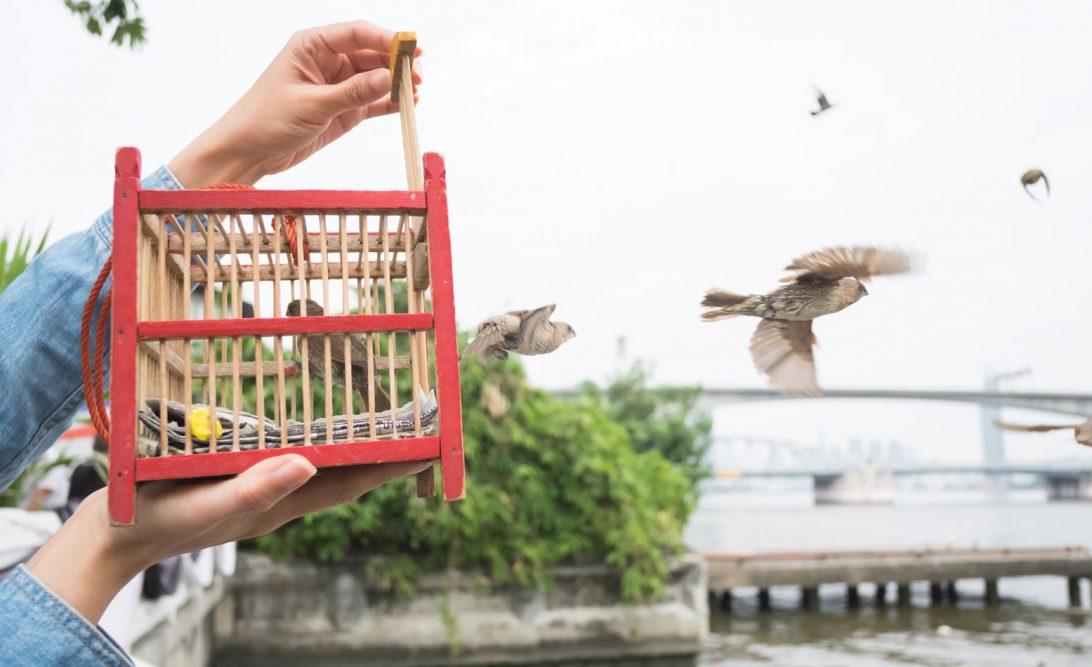 Cetar – išlaisvinimo ir gyvybės dovanojimo praktika